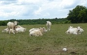Elevage : l’élevage de vaches charolaises est majoritaire dans le site Natura 2000, mais on trouve également des élevages de chevaux, de moutons ou encore de chèvres. Les surfaces en herbe se trouvent essentiellement en fond de vallée (prairies humides), et en rebord de plateaux (pelouses calcaires appelées également « chaumes »).
