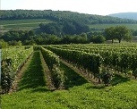 Viticulture : activité emblématique des Hautes Côtes de Beaune et de Nuits, elle couvre 2 651 ha du site Natura 2000, dont 40 % sont cultivés en vignes hautes. Les parcelles plantées en vigne sont notamment favorables à l’Alouette lulu.