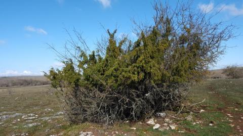 Juniperus communis