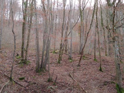 Forêt d'Antheuil