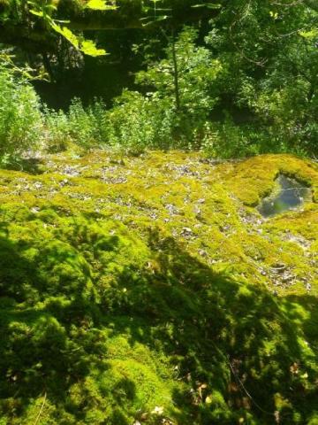 Tufière de la Fontaine froide, Biotope.