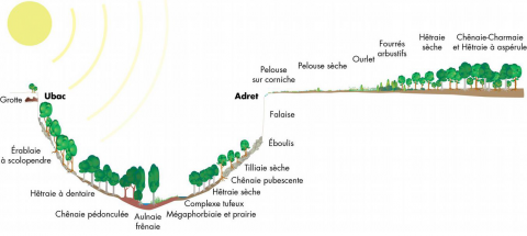 Représentation théorique des habitats naturels de la Bourgogne calcaire