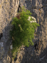 Athamante de Crète sur falaise. Auteur : Guillaume Doucet - CENB
