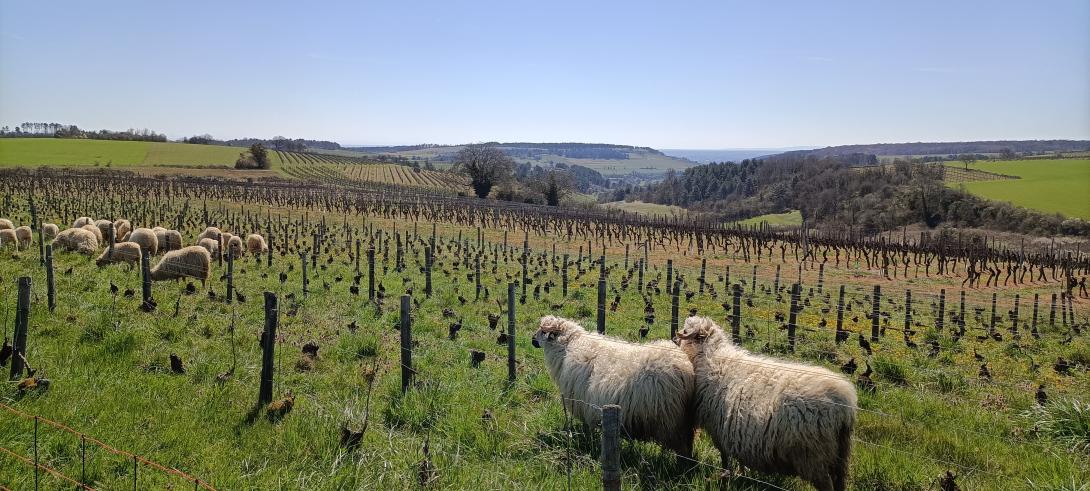 moutons vignes