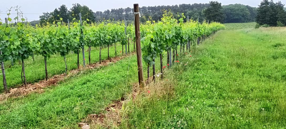 vigne biodiv