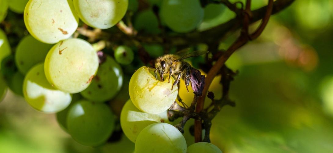 abeille vigne